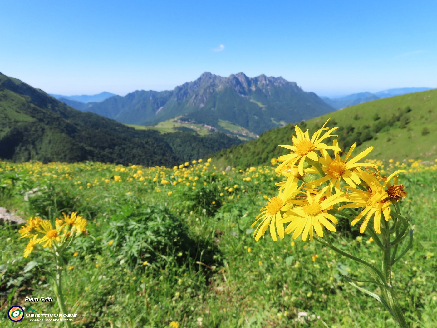 26 Tephroseris longifolia  (Senecione di Gaudin) con vista in Arera.JPG